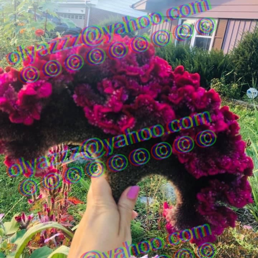 GIANT COCKSCOMB CELOSIA SEEDS. More than 500-600 fresh seeds Approx.